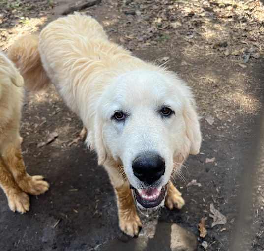 Photo of Cooper
