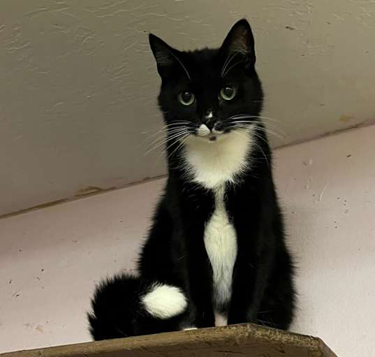 Photo of Tipsie