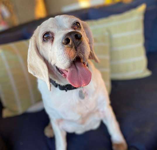 Photo of Snoopy Doo