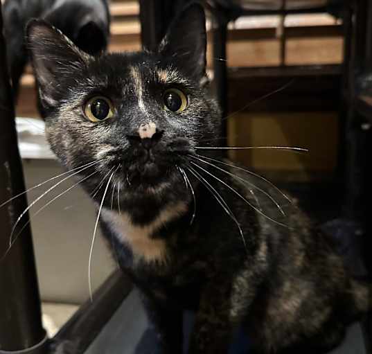 Photo of Escalade