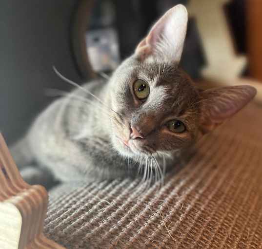 Photo of Darla
