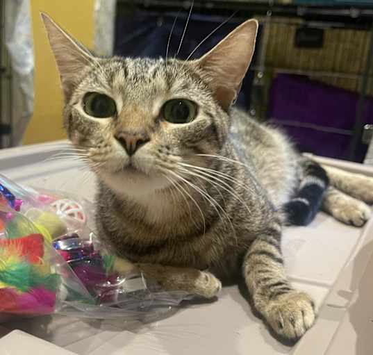 Photo of Ziggy
