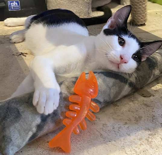 Photo of Texas Pete
