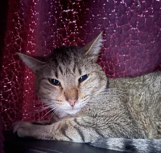 Photo of Sparky