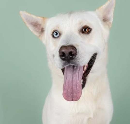 Photo of Thor