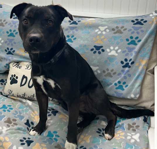 Photo of Chops