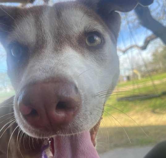 Photo of Dug/Buddy