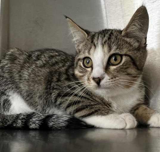 Photo of Romeo