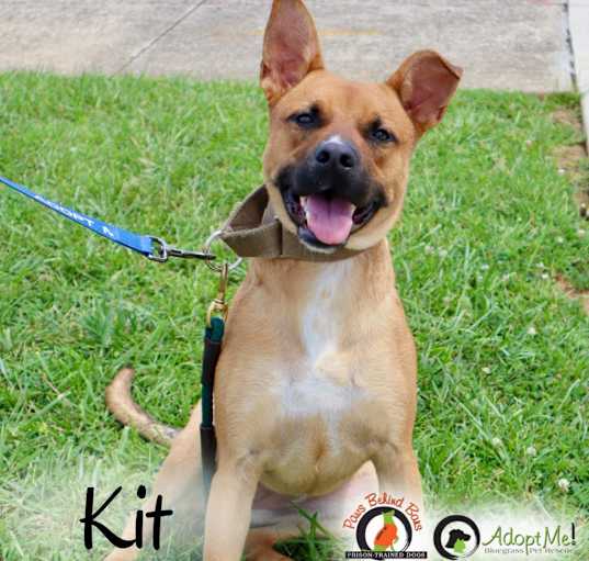 Photo of KIT- Paws Behind Bars Trained