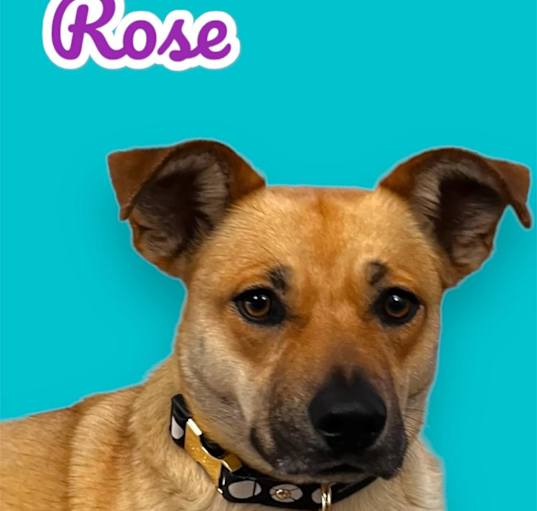 Photo of Rose