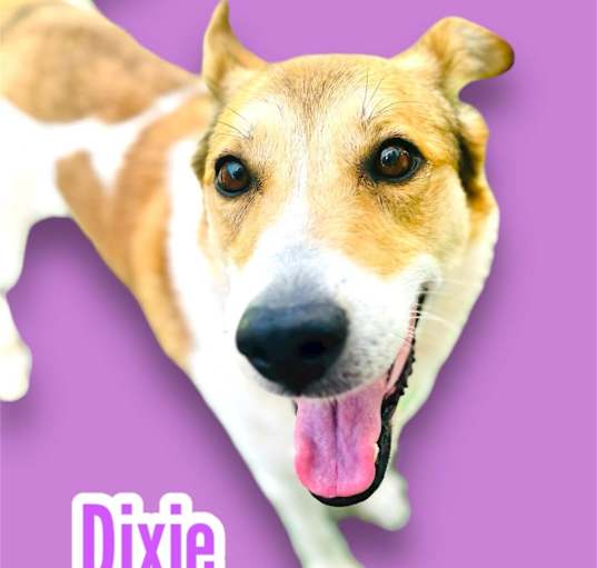 Photo of Dixie
