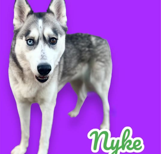 Photo of Nyke