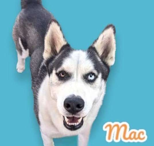 Photo of Mac