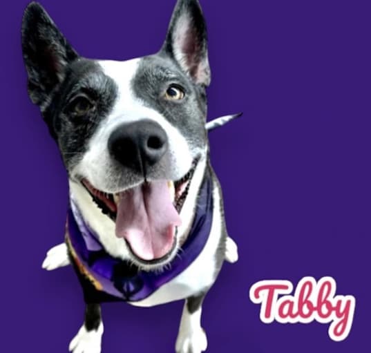 Photo of Tabby