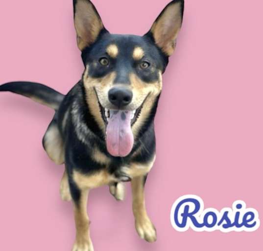 Photo of Rosalita