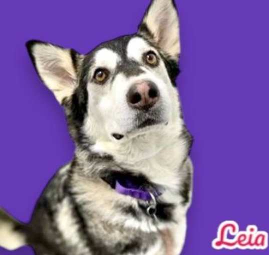 Photo of Leia