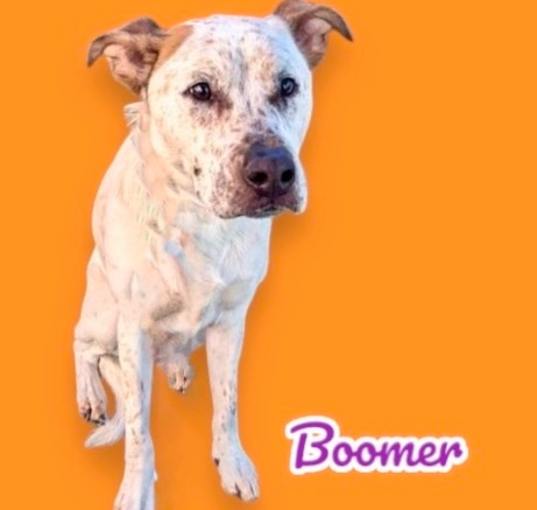 Photo of Boomer
