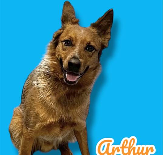 Photo of Arthur