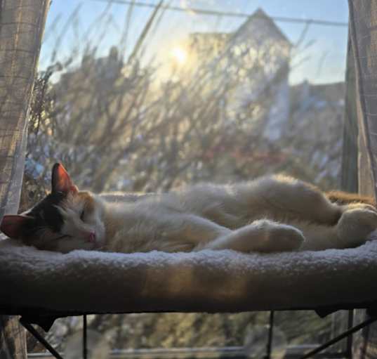 Photo of Calli