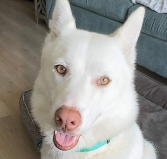 Photo of Loba