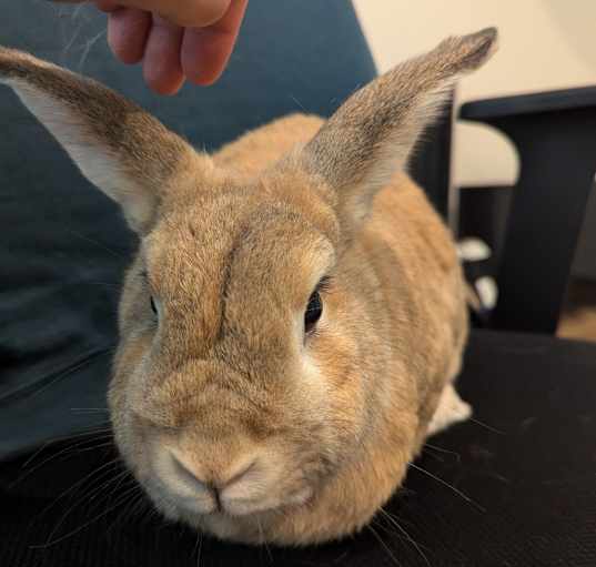 Photo of Vincent (bonded to Blue)
