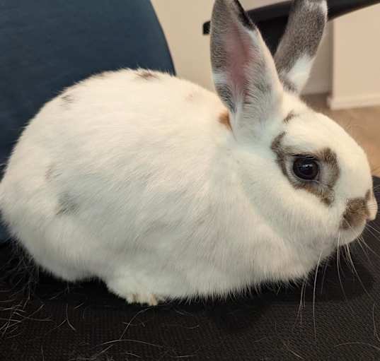 Photo of Blue (bonded to Vincent)