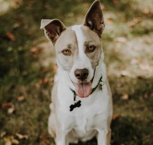 Photo of Sokay