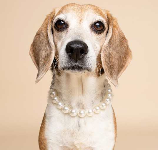 Photo of Phoebe