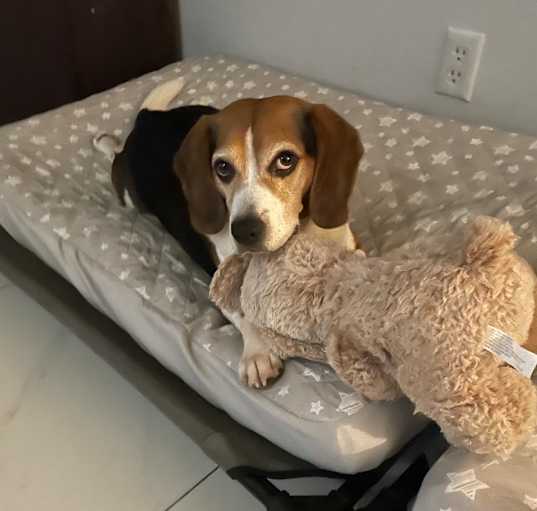 Photo of Bruno