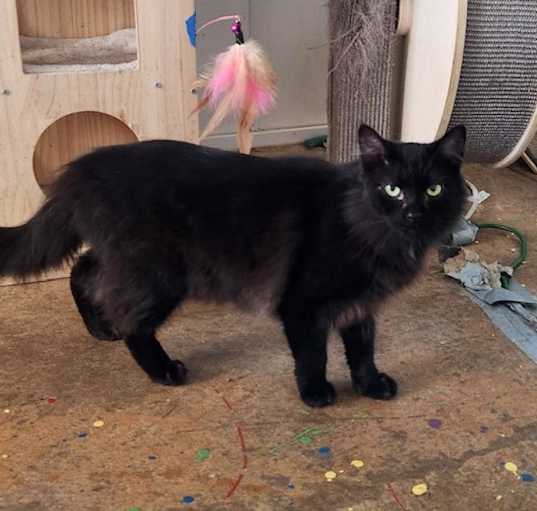 Photo of Rascal