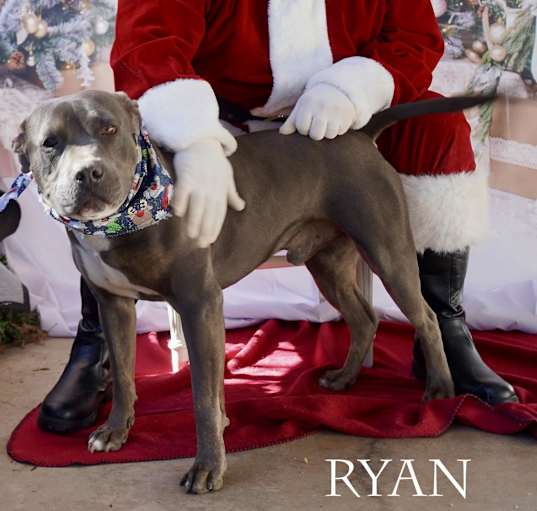 Photo of Ryan