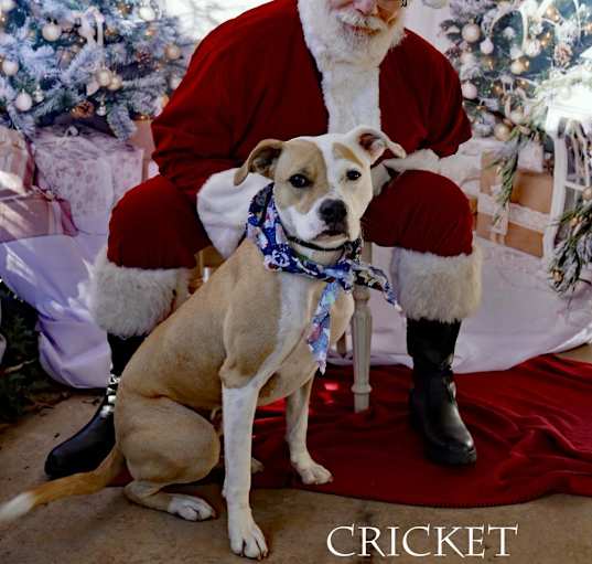 Photo of Cricket
