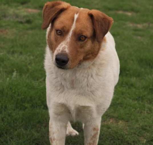 Photo of Gentle Ben