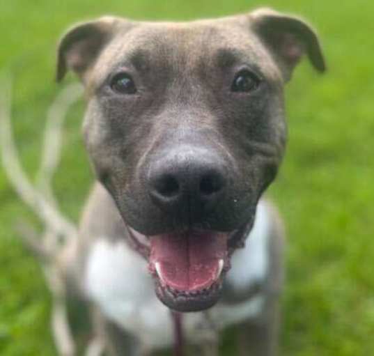 Photo of Maximus