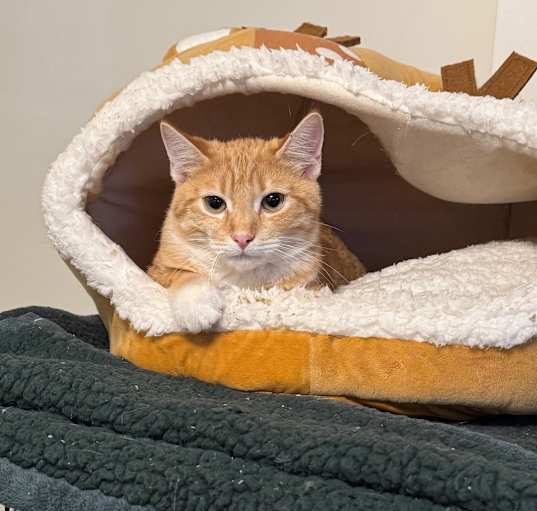 Photo of Flynn