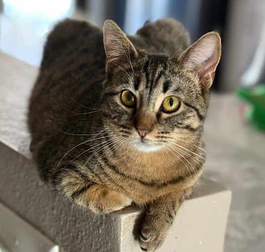 Photo of Peppermint