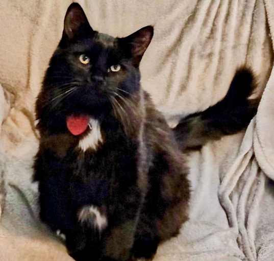 Photo of Rebel