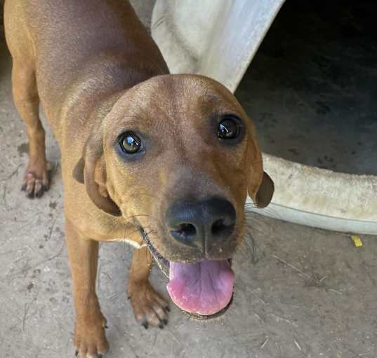 Photo of Champ