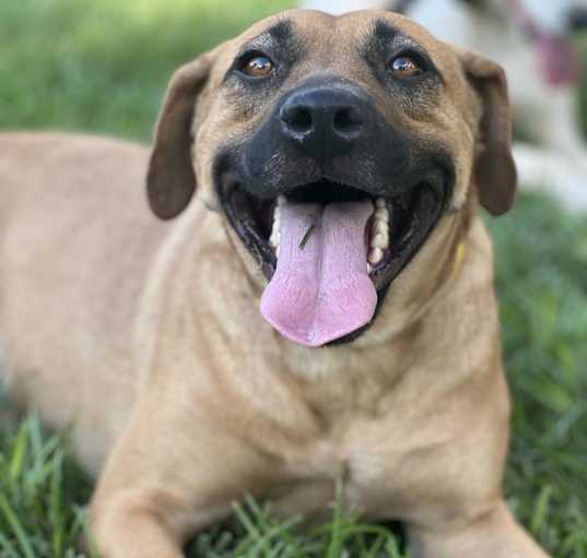Photo of Daisy