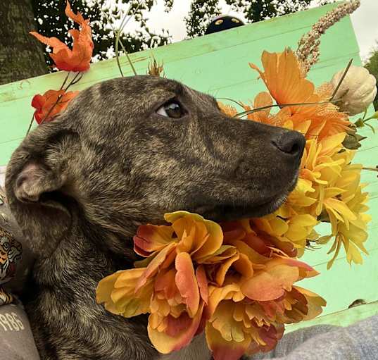 Photo of Lola