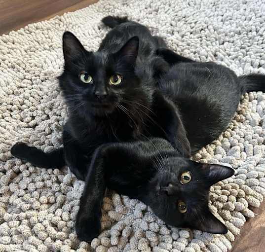 Photo of Chocolate Chip (Ceecee) - bonded with Mini Chocolate Chip