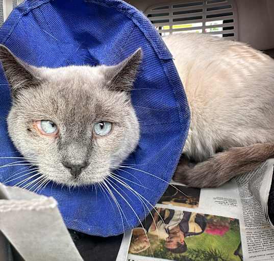 Photo of Soju