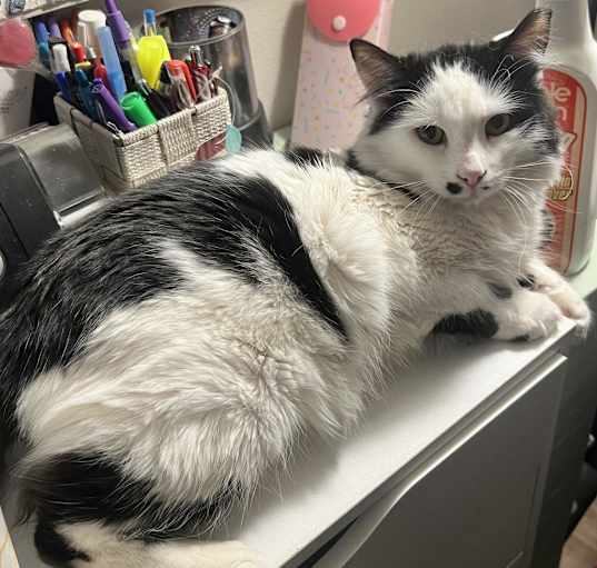 Photo of Smudge