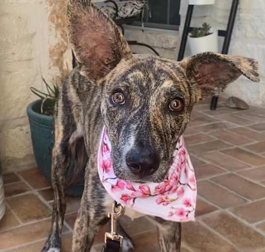 Photo of Tikki