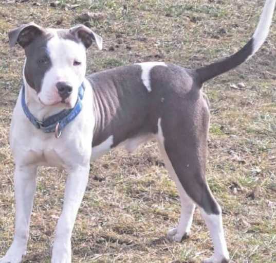 Photo of Sherman