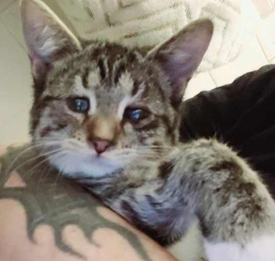 Photo of Guppy