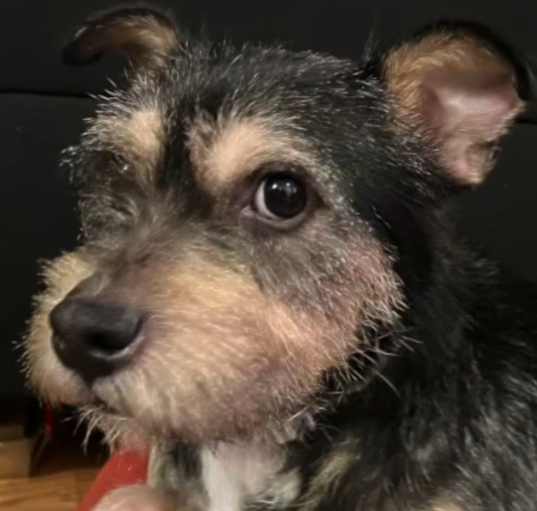 Photo of Rufus is very sweet