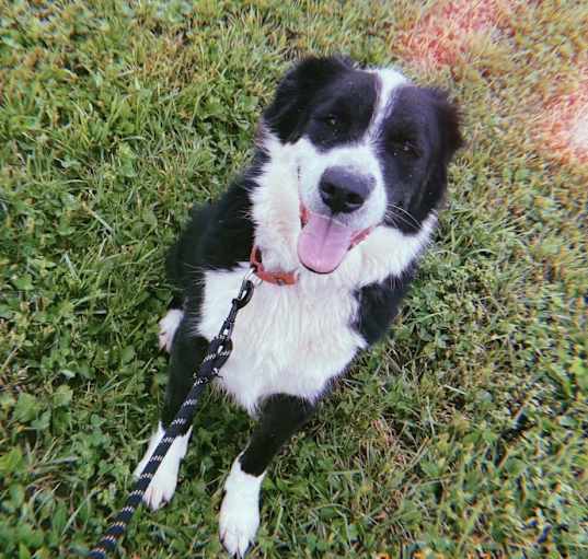 Photo of Jethro