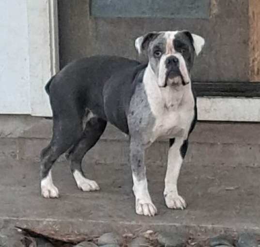 Photo of Bella