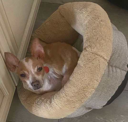 Photo of Fancy